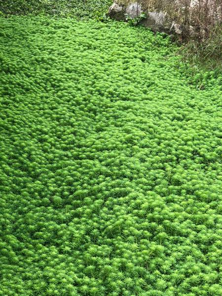 狐尾藻种植效果