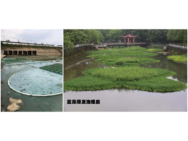 北京小中河工程蓝藻泛滥治理前后对比图